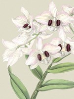 Small Orchid Blooms II (P) Fine Art Print