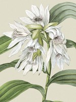 Small Orchid Blooms III (P) Fine Art Print