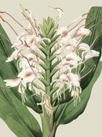 Small Orchid Blooms IV (P) Fine Art Print