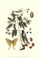 Sm Catesby Butterfly&Botan. III (P) Fine Art Print