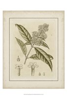 Small Tinted Botanical II (P) Fine Art Print
