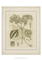 Small Tinted Botanical IV (P) Fine Art Print