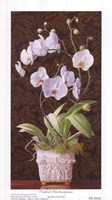 Orchid Phaleanopsis by Mary Kay Krell - 5" x 9"