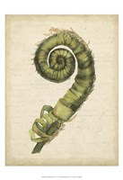Small Fiddlehead Ferns II (U) Fine Art Print