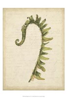 Small Fiddlehead Ferns IV (U) Fine Art Print