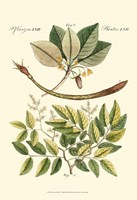 Native Plants I Fine Art Print