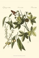 Native Plants II Fine Art Print