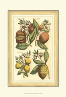 Golden Season I Fine Art Print