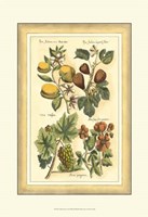 Golden Season II Fine Art Print