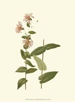 Native Beauty I Fine Art Print