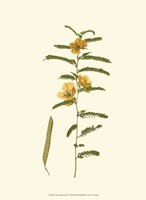 Native Beauty II Fine Art Print