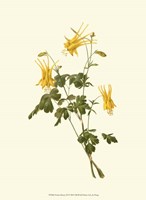 Native Beauty III Fine Art Print