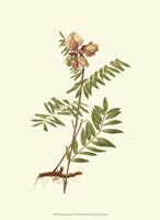 Native Beauty IV Fine Art Print