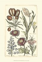 Floral Bounty II Fine Art Print