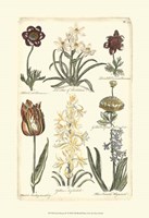 Floral Bounty IV Fine Art Print