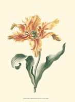 Tulipa I Fine Art Print