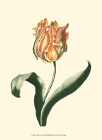 Tulipa II Fine Art Print