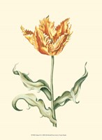 Tulipa III Fine Art Print