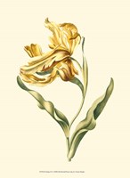 Tulipa IV Fine Art Print