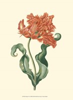 Tulipa VI Fine Art Print