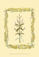 Peppermint Fine Art Print