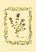 Thyme Fine Art Print