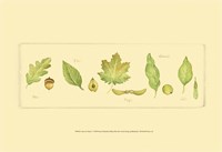 Leaves & Seeds I Fine Art Print