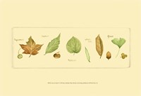 Leaves & Seeds II Fine Art Print