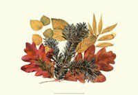 Sm Wh Oak,Balsam Fir&Yw Birch Fine Art Print