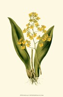 Orchid Array I Fine Art Print