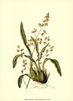 Orchid Array IV Fine Art Print