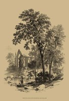 The Ash Tree Fine Art Print