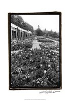 Garden Elegance VIII Fine Art Print