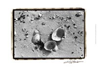 Sand Treasures IV Fine Art Print