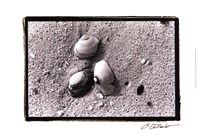 Sand Treasures V Fine Art Print