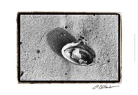 Sand Treasures VI Fine Art Print