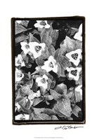 Springtime Garden I Fine Art Print