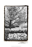 Springtime Garden III Fine Art Print