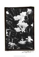 Springtime Garden V Fine Art Print