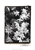 Springtime Garden VII Fine Art Print