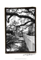 Summer Shade I Fine Art Print