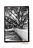 Summer Shade II Fine Art Print