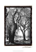 Summer Shade III Fine Art Print