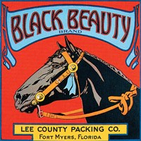Black Beauty Fine Art Print