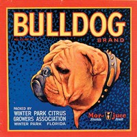 Bull Dog Fine Art Print