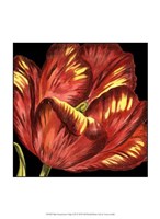 Mini Transitional Tulip I Fine Art Print