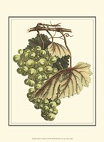 Vintner's Varieties I Fine Art Print