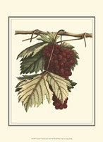 Vintner's Varieties II Fine Art Print