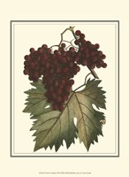 Vintner's Varieties III Fine Art Print
