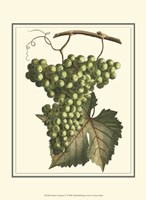 Vintner's Varieties IV Fine Art Print